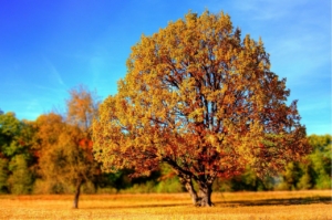 arbre-automne