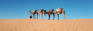 trek-yoga-desert-maroc-dromadaire